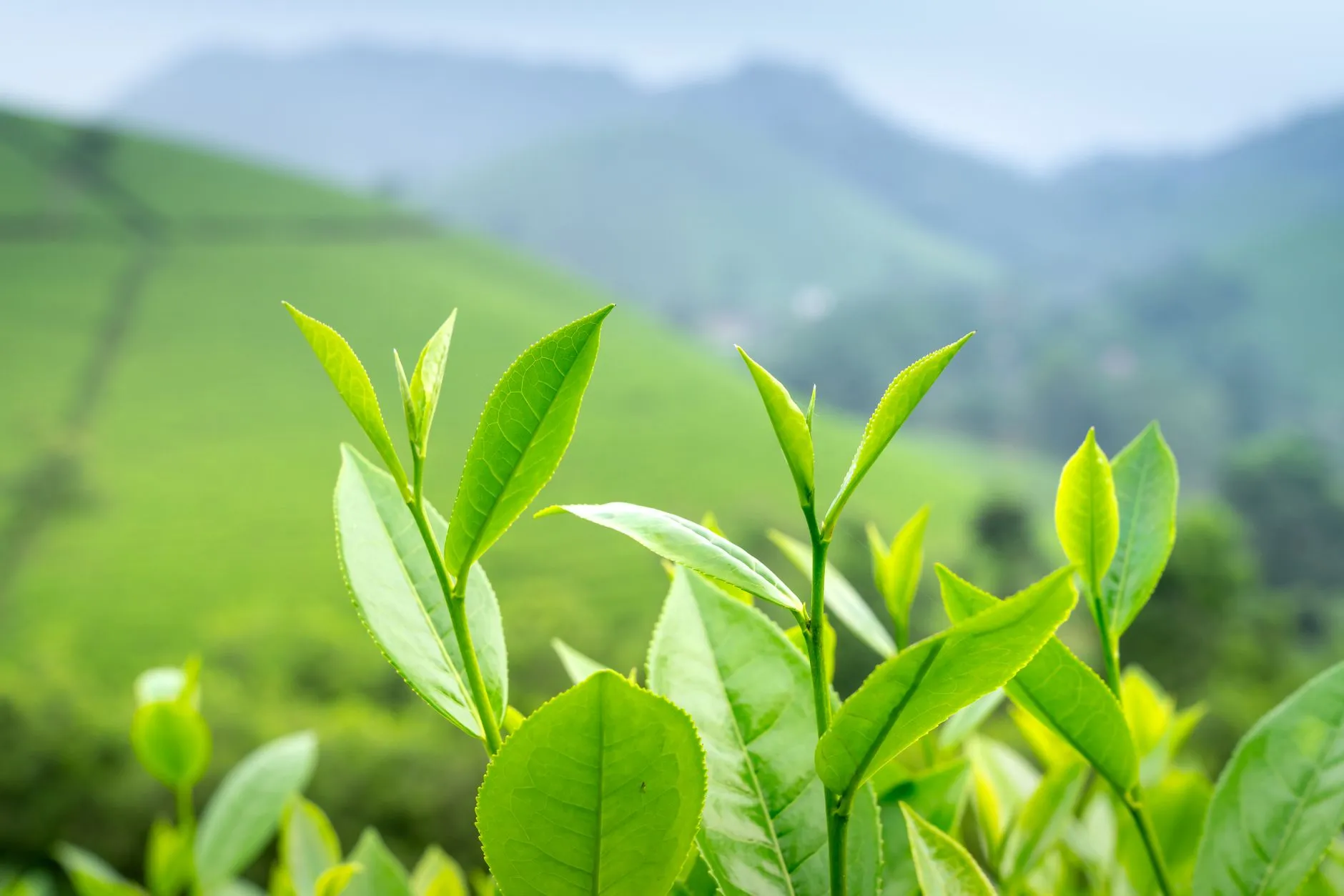上海品牌新媒体运营全案策划：从策略到执行的完整服务流程解析
